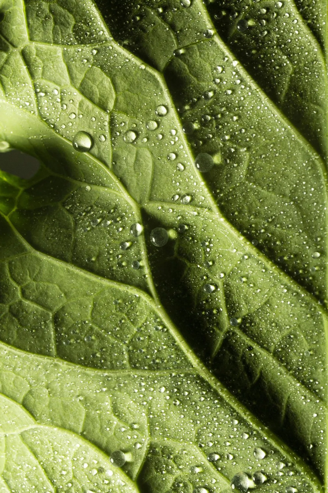 Primer plano de una hoja verde con gotas de agua